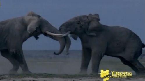 动物世界大全视频播放