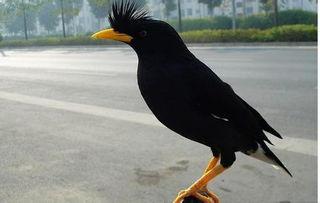 视频中的八哥是谁,智慧与灵性的化身