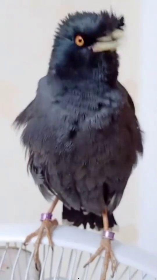 视频中的八哥是谁,智慧与灵性的化身