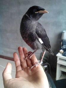 视频中的八哥是谁,智慧与灵性的化身