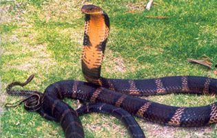 蛇视频动物世界,揭秘动物世界中的神秘蛇族