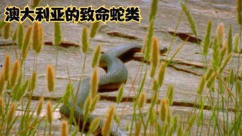 蛇视频动物世界,揭秘动物世界中的神秘蛇族