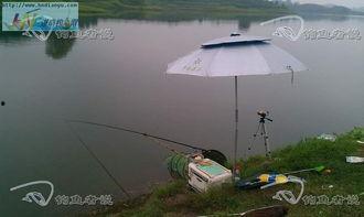 现场钓鱼视频直播,钓鱼达人挥杆瞬间，精彩瞬间尽收眼底