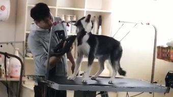 杀狗视频大